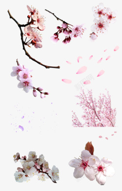 千姿百态浪漫樱花千姿百态粉色花瓣动植物壁纸动植物壁纸高清图片