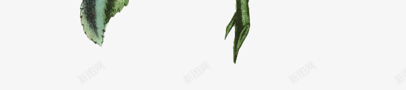 写实水彩红色玫瑰绿色鲜花动植物壁纸动植物壁纸png免抠素材_新图网 https://ixintu.com 动植物 壁纸 写实 水彩 红色 玫瑰 绿色 鲜花