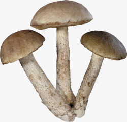 蘑菇食物合成图蘑菇蘑菇合成素材
