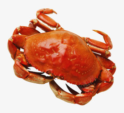 螃蟹大闸蟹海鲜免扣透明5动物昆虫免扣动物大型动物小素材
