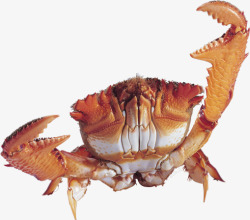 螃蟹大闸蟹海鲜免扣透明11动物昆虫免扣动物大型动物素材