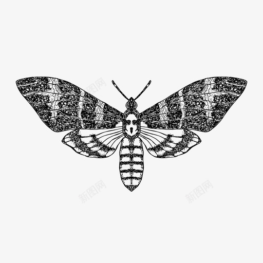 蝴蝶动物昆虫svg_新图网 https://ixintu.com 蝴蝶 动物 昆虫 自然 死亡 头鹰