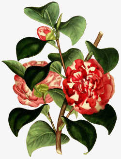 动植物元素红色花瓣彩色手绘鲜花动植物壁纸动植物壁纸高清图片