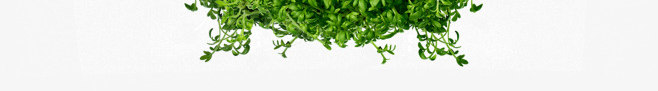 植物鲜花树叶树丛数字0叶子透明图案的旅程3植png免抠素材_新图网 https://ixintu.com 叶子 图案 数字 旅程 树丛 树叶 植物 透明 透明图 鲜花