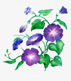 手绘紫色牵牛花鲜花树叶画画的春哥素材