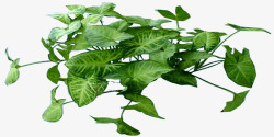 联会合果植物生长叶子高清图片