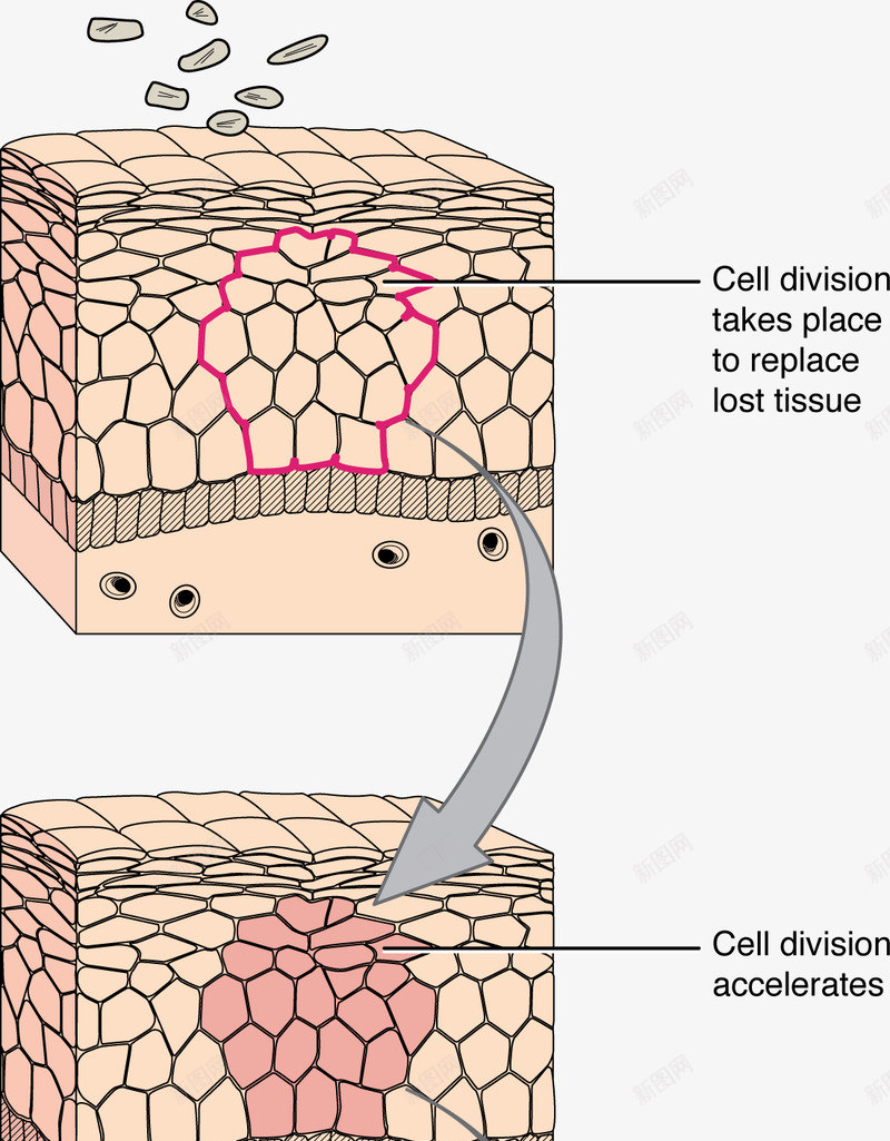 皮肤层结构皮肤组织细胞组织保养模板下载1591MBpng免抠素材_新图网 https://ixintu.com 皮肤 组织 结构 细胞 保养 模板下载 1591MB