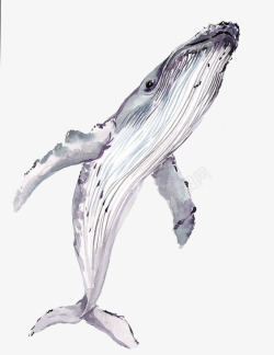 水彩手绘童话海洋鲸鱼卡通装饰PS透明高清17水彩手素材