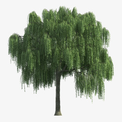 园林树木绿树透明素材