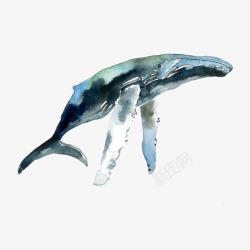 水彩手绘童话海洋鲸鱼卡通装饰PS透明高清67水彩手素材