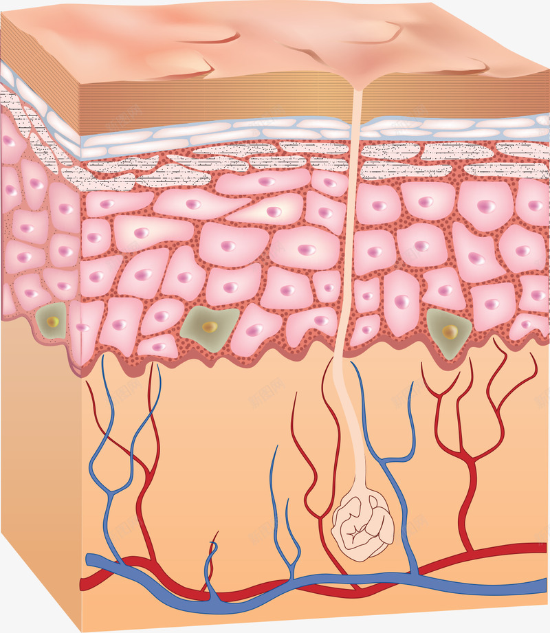 皮肤层结构皮肤组织细胞组织保养模板下载1591MBpng免抠素材_新图网 https://ixintu.com 皮肤 组织 结构 细胞 保养 模板下载 1591MB