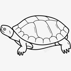美国彩绘设计西部彩绘龟科罗拉多州爬行动物高清图片