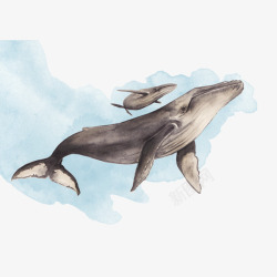 水彩手绘童话海洋鲸鱼卡通装饰PS透明高清68水彩手素材