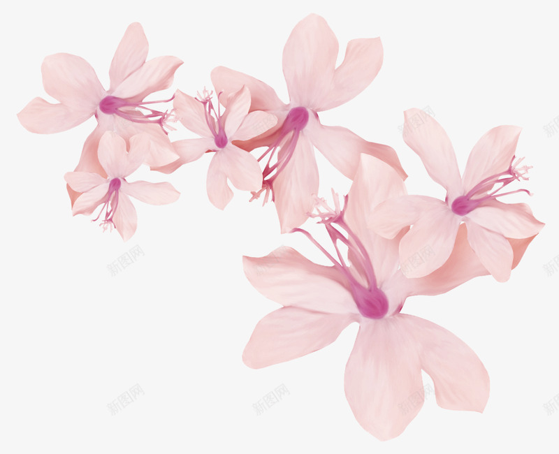 紫金花花朵png免抠素材_新图网 https://ixintu.com 小清晰 植物 紫金花 花朵