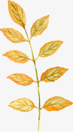 水彩秋季向日葵玫瑰雏菊花卉图案图S植物花草素材