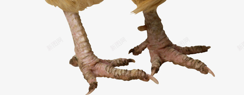 家禽母鸡免扣透明3动物昆虫免扣动物大型动物小型宠物png免抠素材_新图网 https://ixintu.com 动物 免扣 家禽 母鸡 透明 昆虫 大型 小型 宠物