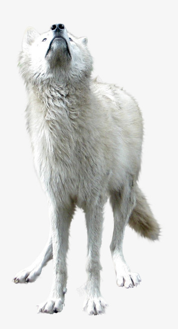 动物生物白狼动物无透明合成动物png免抠素材_新图网 https://ixintu.com 动物 合成 生物 白狼灬 透明
