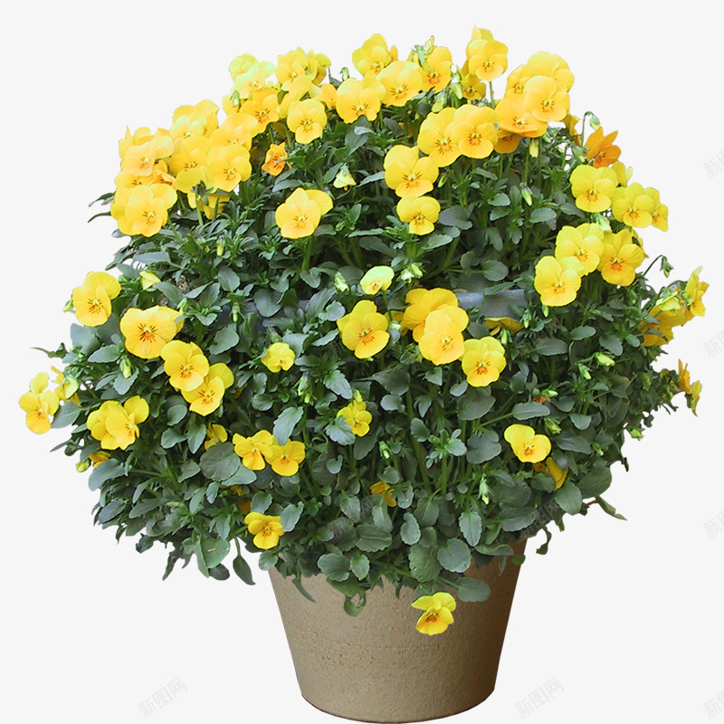 植物盆栽盆景没有故事的七月盆栽植物无透明盆栽盆景植png免抠素材_新图网 https://ixintu.com 盆栽 植物 盆景 没有 故事 七月 透明
