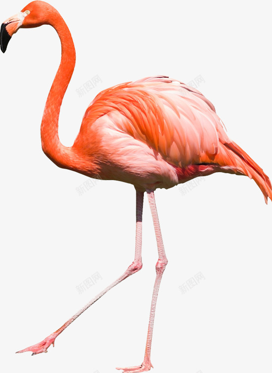 火烈鸟免扣透明5动物昆虫免扣动物大型动物小型宠物合png免抠素材_新图网 https://ixintu.com 动物 免扣 火烈 烈鸟 透明 昆虫 大型 小型 宠物