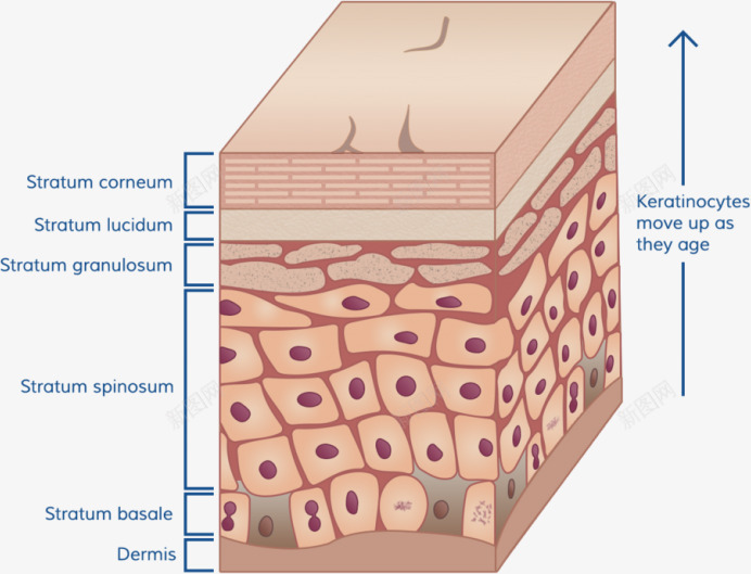 皮肤层结构皮肤组织细胞组织保养模板下载1591MBpng免抠素材_新图网 https://ixintu.com 皮肤 组织 结构 细胞 保养 模板下载 1591MB