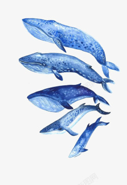 水彩手绘童话海洋鲸鱼卡通装饰PS透明高清13水彩手素材