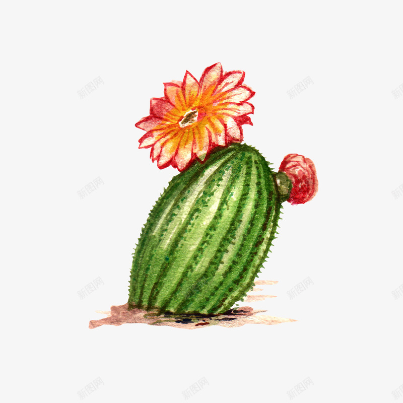 水彩仙人掌插画免扣cactus18涂设计png免抠素材_新图网 https://ixintu.com 水彩 仙人掌 插画 免扣 cactus18 设计