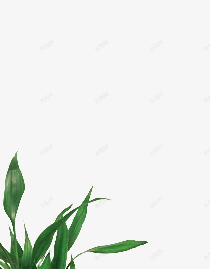 绿色植物树叶树木灬小狮子灬3植物鲜花透明图案鲜花植png免抠素材_新图网 https://ixintu.com 鲜花 绿色植物 树叶 树木 小狮子 植物 透明 透明图 图案