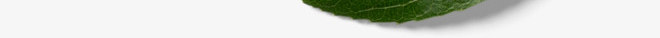 热带植物绿植插画树叶叶子水彩树叶手绘透明png免抠素材_新图网 https://ixintu.com 树叶 热带 植物 绿植 插画 叶子 水彩 手绘 透明