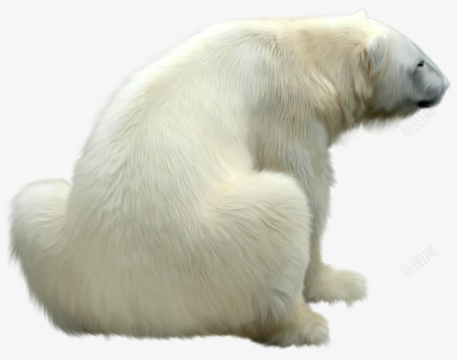 北极熊动物png免抠素材_新图网 https://ixintu.com 北极熊 动物