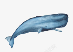 水彩手绘海洋鲸鱼水母动物装饰印刷图案手账2水彩手绘素材