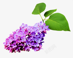 紫色薰衣草透明北坤人花语满庭香素材
