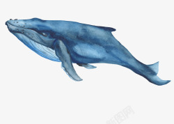 水彩手绘海洋鲸鱼水母动物装饰印刷图案手账4水彩手绘素材