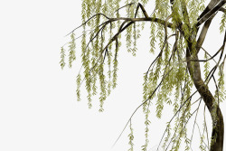 中国古风水墨柳树柳枝透明后期美化装饰设计86中国古素材