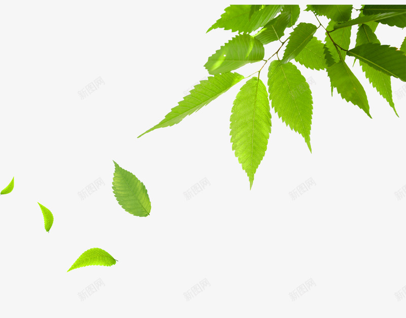 绿色叶子漂浮壁纸png免抠素材_新图网 https://ixintu.com 绿色 叶子 漂浮 壁纸