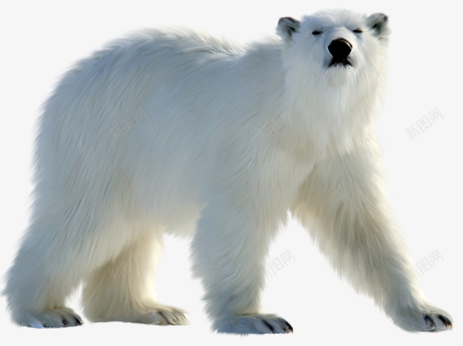 北极熊动物png免抠素材_新图网 https://ixintu.com 北极熊 动物