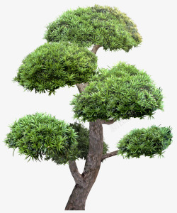 绿色植物树叶树木灬小狮子灬植物素材