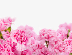 康乃馨粉色花花朵花卉免扣透明图花卉素材