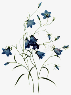 中国古风水墨花手绘水彩植物花卉装饰透明ps1中国古素材