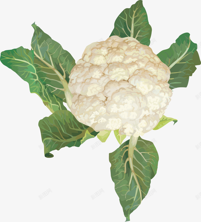免扣蔬菜菜花ABC输入法食品png免抠素材_新图网 https://ixintu.com 免扣 蔬菜 菜花 ABC 输入法 食品