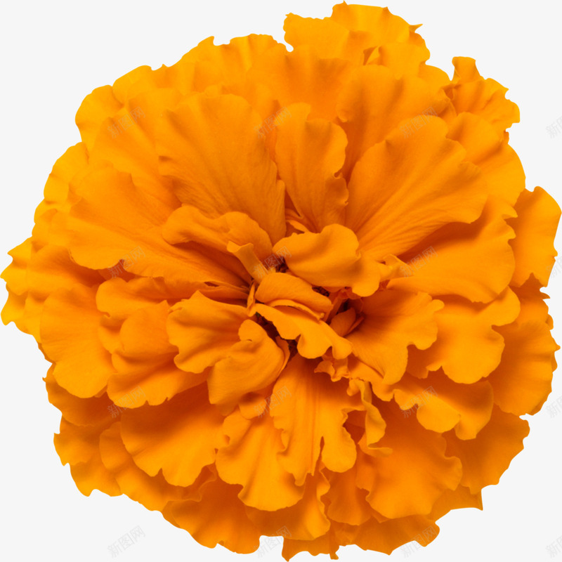 各色鲜花图理睬唯美花蝴蝶类png免抠素材_新图网 https://ixintu.com 各色 鲜花 理睬 唯美 蝴蝶