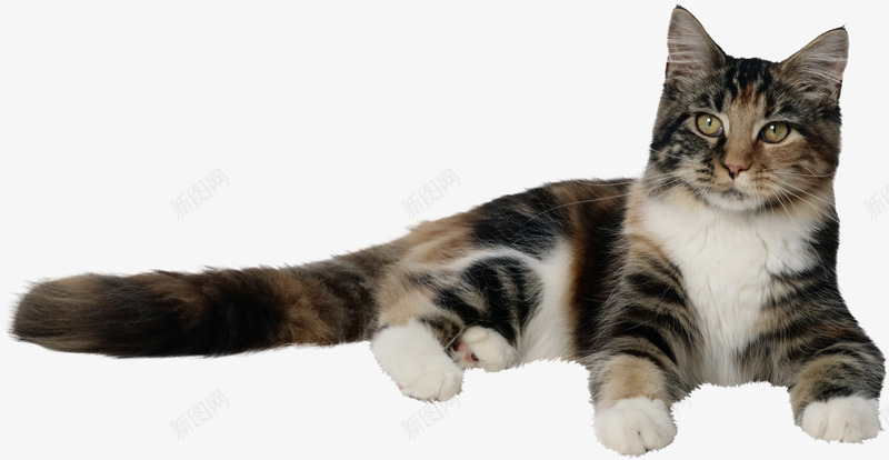 可爱的猫猫小猫咪合成png免抠素材_新图网 https://ixintu.com 可爱 爱的 猫猫 小猫 猫咪 合成