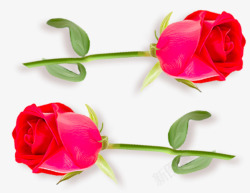 鲜花花朵花卉红色玫瑰的旅程3植物鲜花透明图案素材