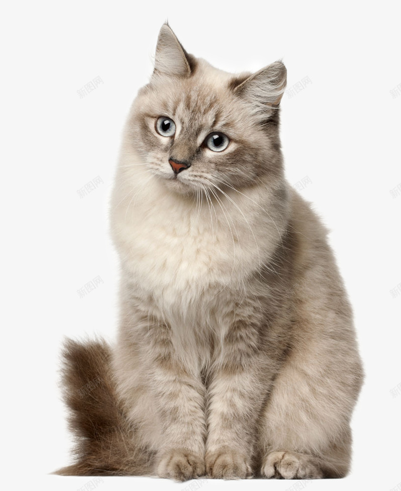 猫咪现实宠物真实动物搞笑动物png免抠素材_新图网 https://ixintu.com 动物 猫咪 现实 宠物 真实 搞笑