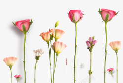 春天春季鲜花花卉花束玫瑰花涂设计素材
