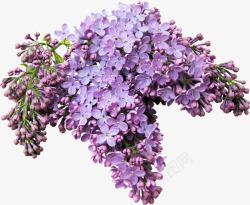 淡紫色叶素材