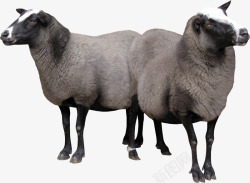 羊image动物合辑素材