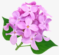 淡紫色收集花卉素材