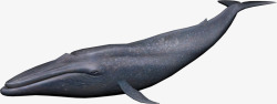 鲸鱼鱼素材
