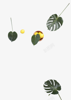 绿色叶子热带植物柠檬水果PNS透明底素材