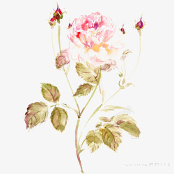 中国古风水墨花手绘水彩植物花卉装饰透明ps423中素材